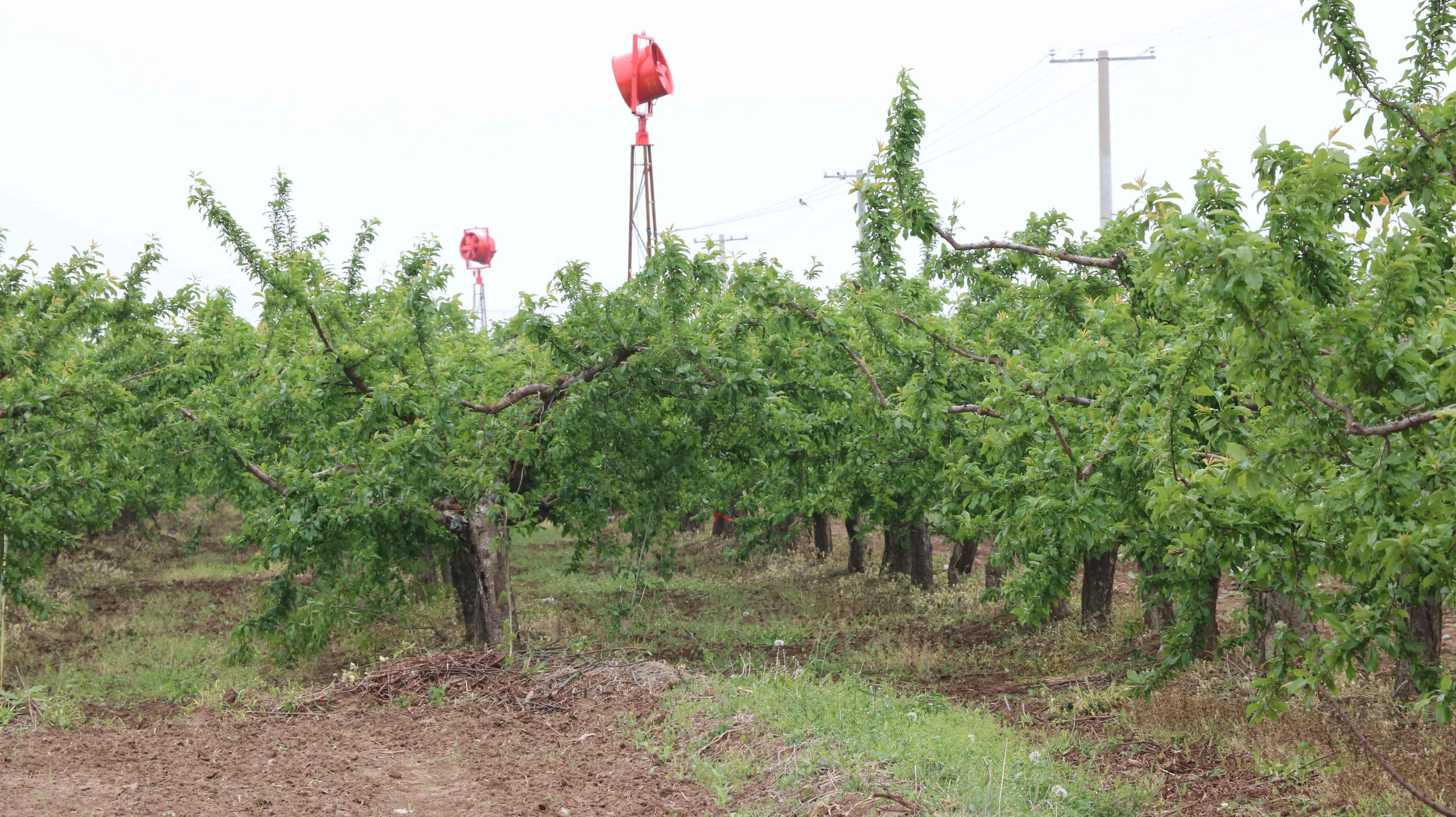 果樹防霜機(jī)